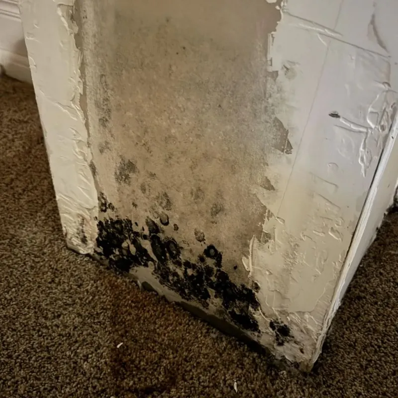 Professional Mold Removal in Green Springs, OH